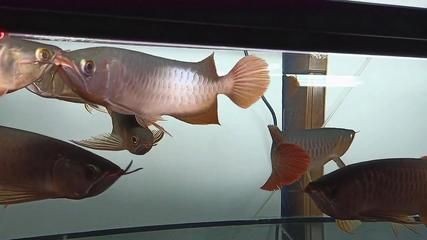 龍魚尾巴打散后能自然恢復嗎：龍魚尾巴打散了能自然恢復嗎
