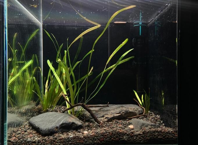 雷龍魚缸布景圖片