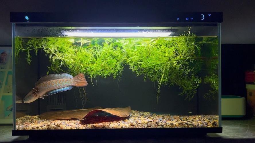 雷龍魚缸布景圖片