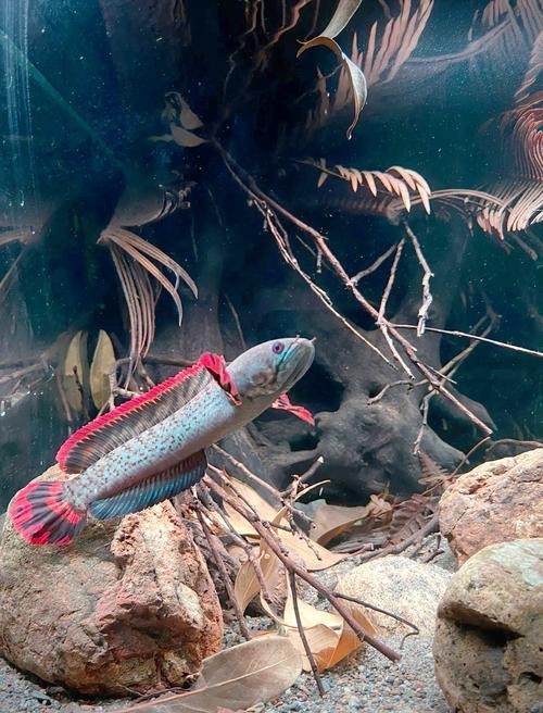 雷龍魚缸布景圖片