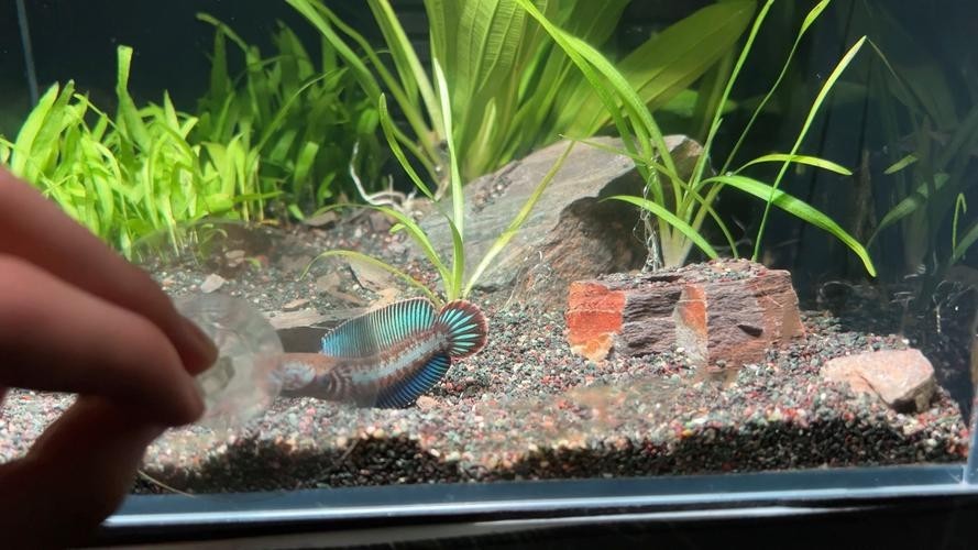 雷龍魚缸布景圖片
