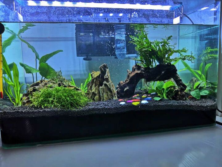 魚(yú)缸里的水渾濁怎么變清澈（魚(yú)缸里的水渾濁怎么變清澈,）