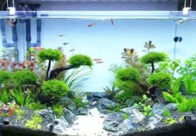 魚(yú)缸里的水渾濁怎么變清澈（魚(yú)缸里的水渾濁怎么變清澈,）