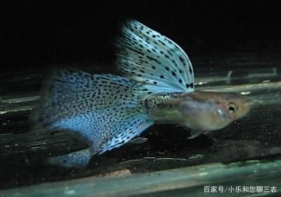 魚缸消毒的科學原理：觀賞魚消毒的科學原理