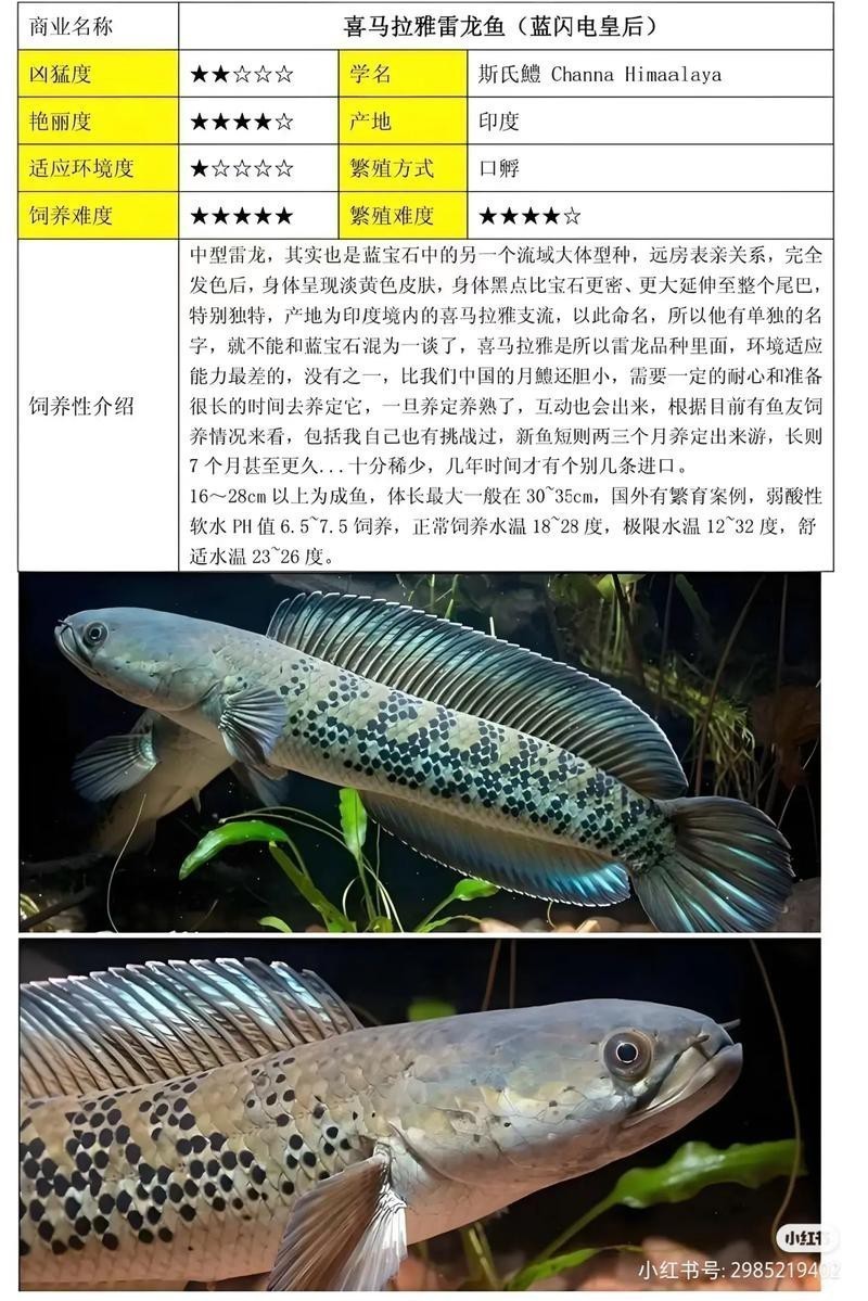 像雷龍魚的魚 像雷龍魚的魚 龍魚百科 第10張