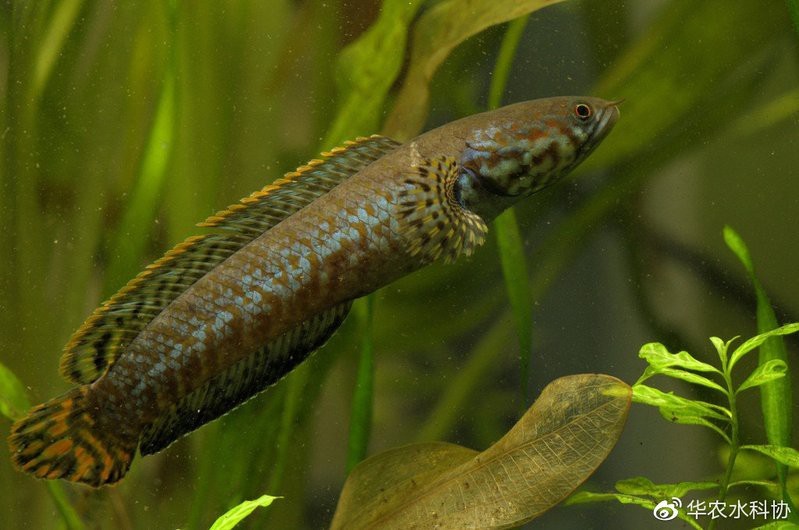 像雷龍魚的魚 像雷龍魚的魚 龍魚百科 第28張