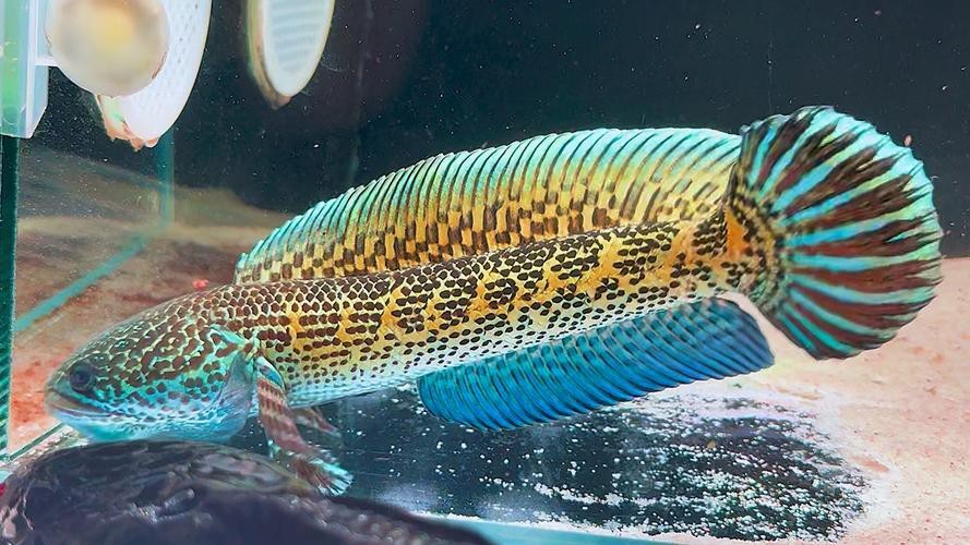 像雷龍魚的魚 像雷龍魚的魚 龍魚百科 第38張