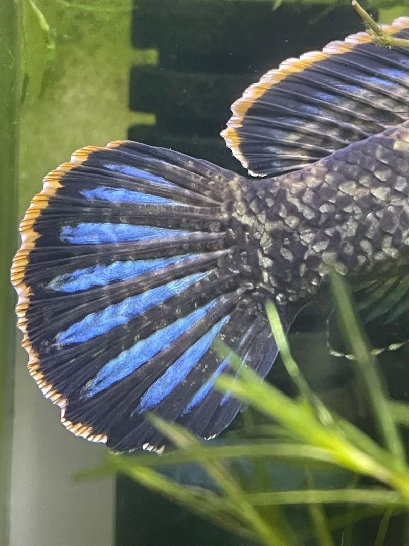 像雷龍魚的魚 像雷龍魚的魚 龍魚百科 第32張