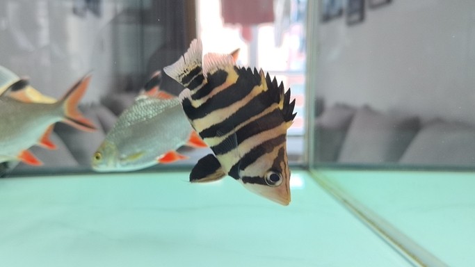 記錄小福虎