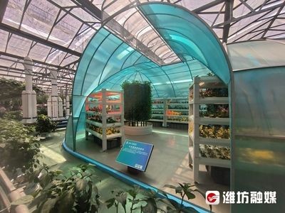 魚缸水質調節魚缸水質管理的重要性魚缸水質管理的重要性：橄欖葉放入魚缸水質管理的重要性