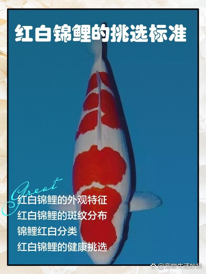 紅白錦鯉幼魚挑選