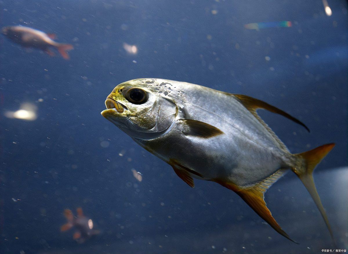 魟魚(yú)最佳溫度