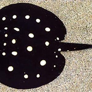 魟魚(yú)最佳溫度