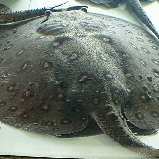 魟魚(yú)最佳溫度