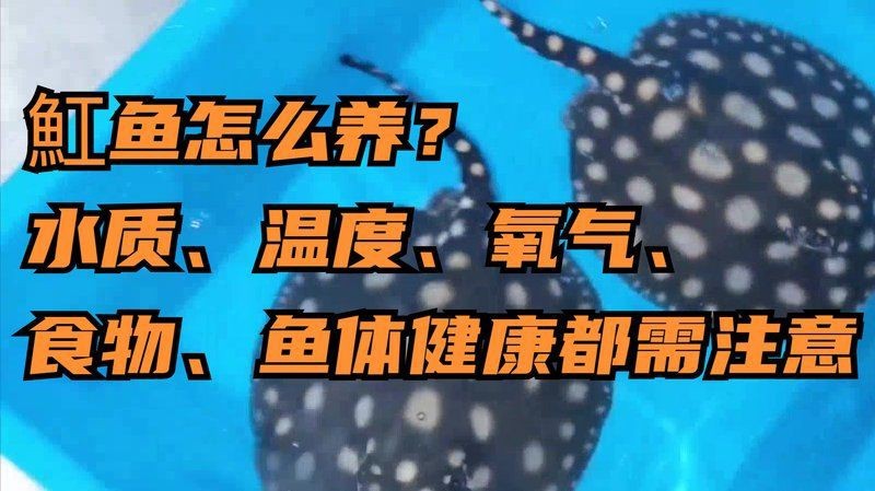 魟魚(yú)最佳溫度