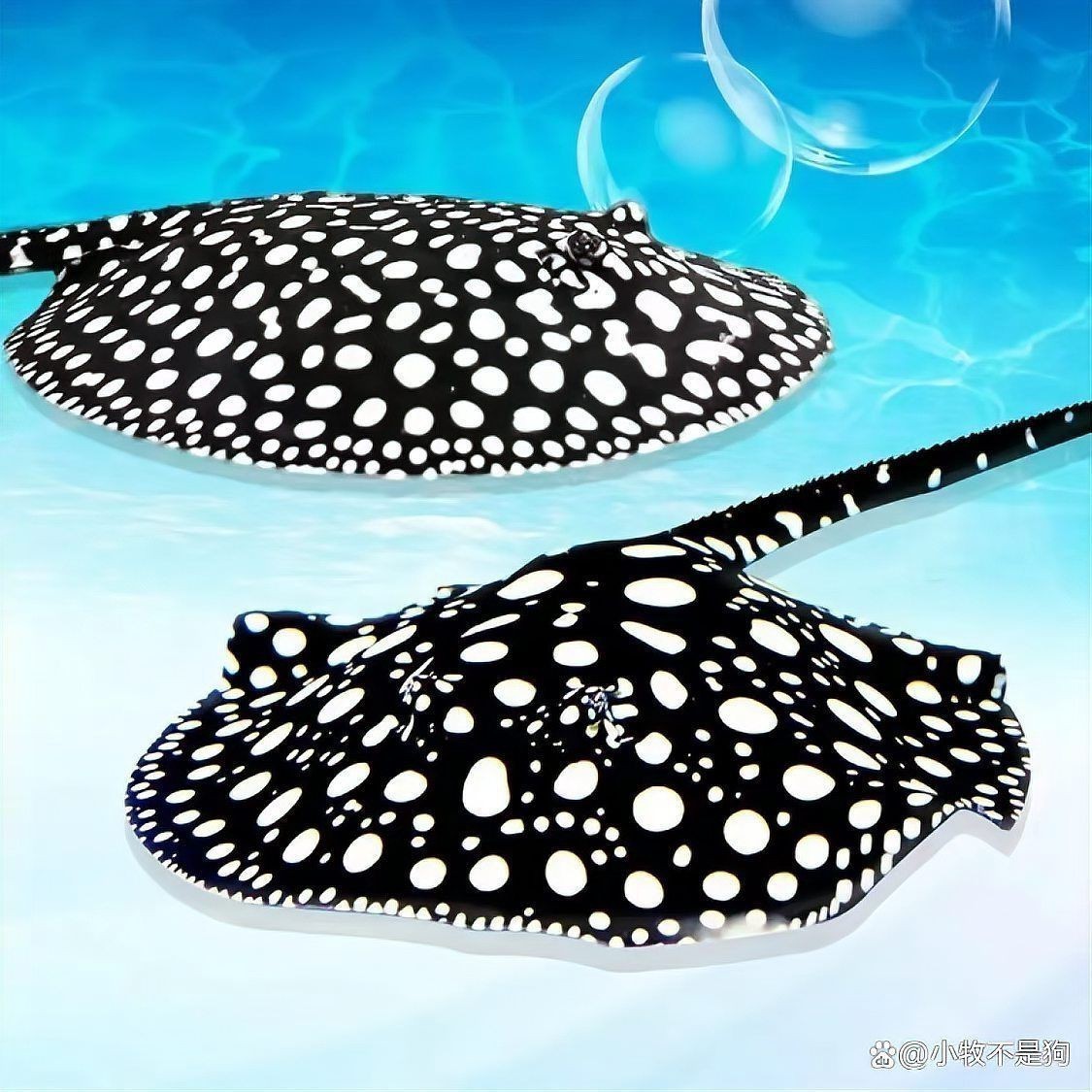 魟魚(yú)最佳溫度