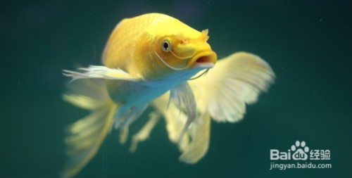 營(yíng)口市西市區(qū)文斌水族館（營(yíng)口市西市區(qū)文斌水族館地址）