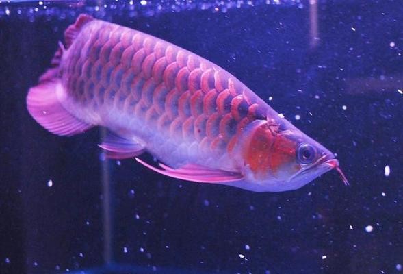 龍魚身體各部位圖解說明：關于龍魚身體各部位圖解說明詳情