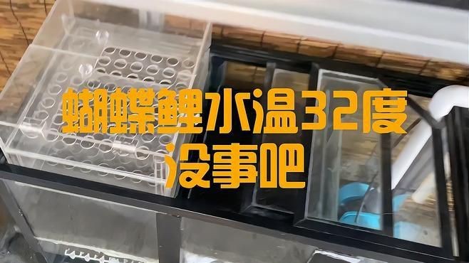蝴蝶鯉水溫32度沒事吧