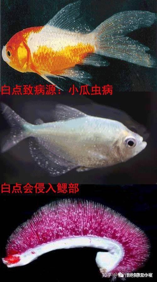 魚得了白點病多久會死