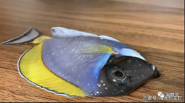 魚得了白點病多久會死