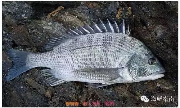 海魚類大全看圖識魚