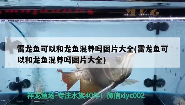 鼓樓區永剛觀賞魚養殖場（鼓樓區永剛觀賞魚養殖場地址）