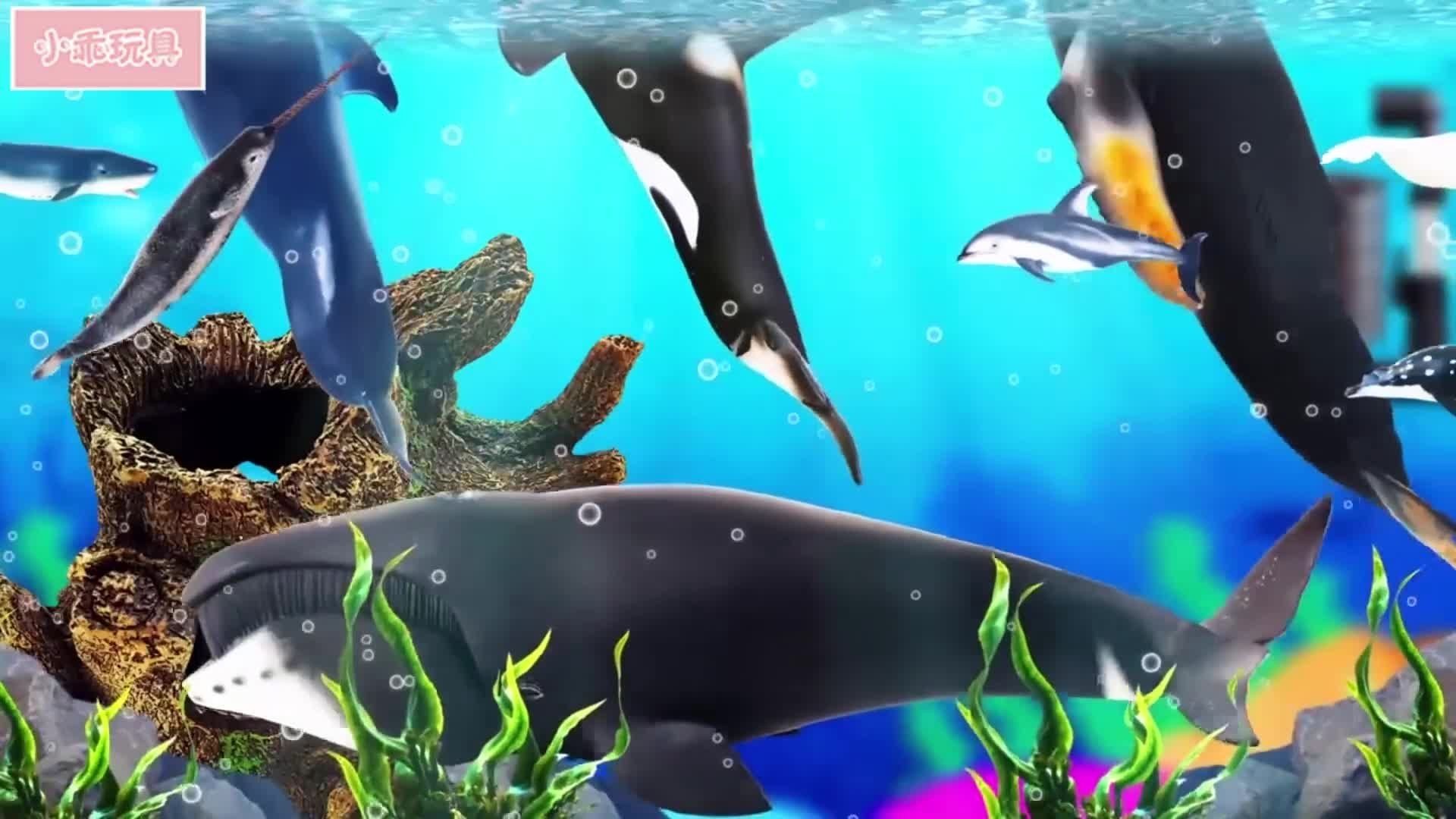 魚缸里的海豚怎么處理：如何妥善處理海豚