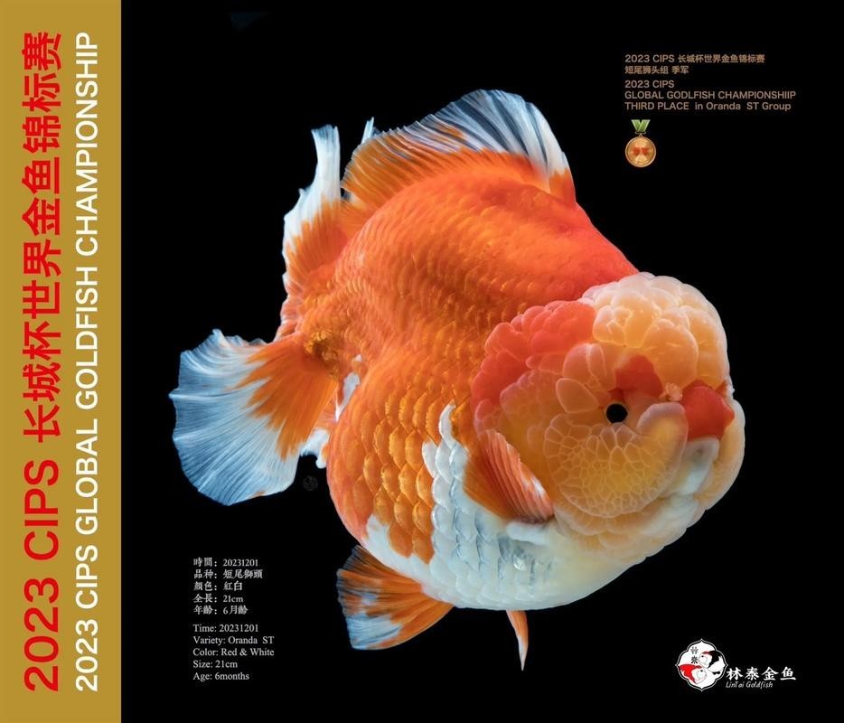 長城杯觀賞魚賽2024 2025長城杯龍魚大賽 第7張 長城杯觀賞魚賽2024 長城杯觀賞魚賽2024 2025長城杯龍魚大賽 第7張