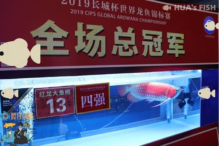 長城杯觀賞魚賽2024 2025長城杯龍魚大賽 第5張 長城杯觀賞魚賽2024 長城杯觀賞魚賽2024 2025長城杯龍魚大賽 第5張