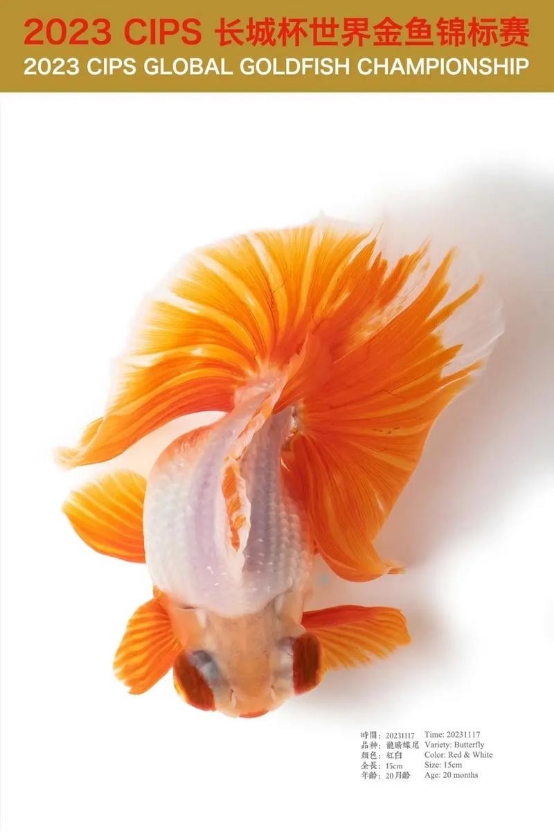 長城杯觀賞魚賽2024 2025長城杯龍魚大賽 第10張 長城杯觀賞魚賽2024 長城杯觀賞魚賽2024 2025長城杯龍魚大賽 第10張