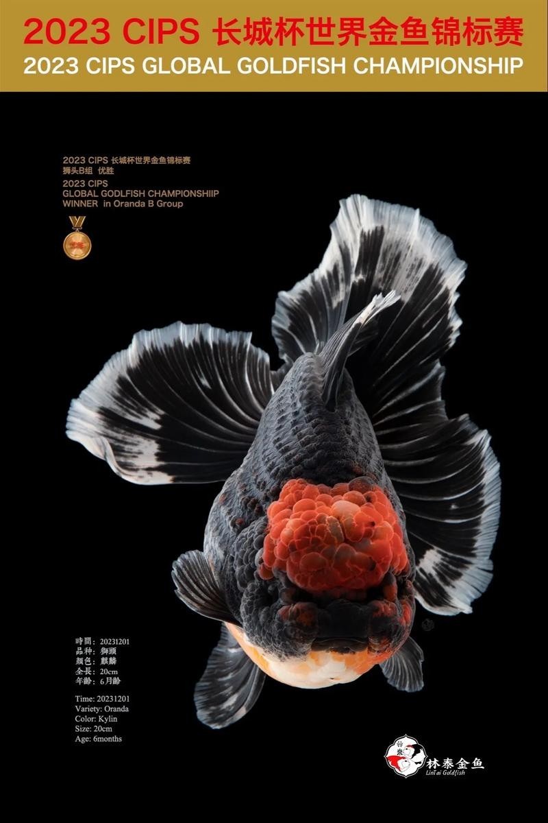 長城杯觀賞魚賽2024 2025長城杯龍魚大賽 第6張 長城杯觀賞魚賽2024 長城杯觀賞魚賽2024 2025長城杯龍魚大賽 第6張