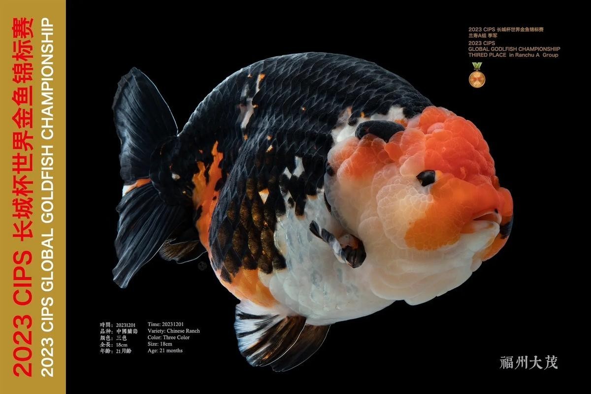 長城杯觀賞魚賽2024 2025長城杯龍魚大賽 第8張 長城杯觀賞魚賽2024 長城杯觀賞魚賽2024 2025長城杯龍魚大賽 第8張