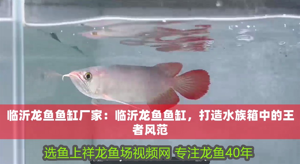臨沂龍魚魚缸廠家：臨沂龍魚魚缸，打造水族箱中的王者風范