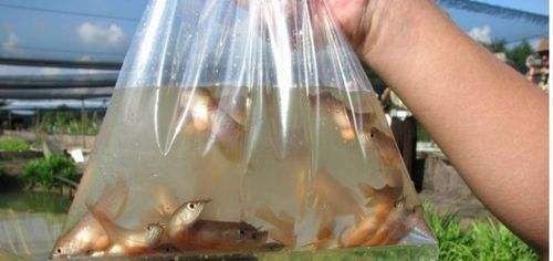 教你幾個簡單挑選好龍魚的好方法圖片，如何判斷龍魚的健康狀態