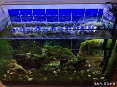 魚缸燈的開關時間科學設置魚缸燈的開關時間科學設置：同魚類和水草的主要作用是什么？