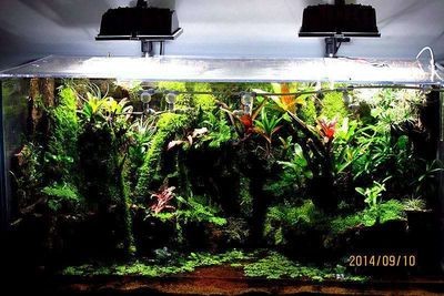 魚缸定制多少錢（魚缸定制多少錢魚缸定制價格）