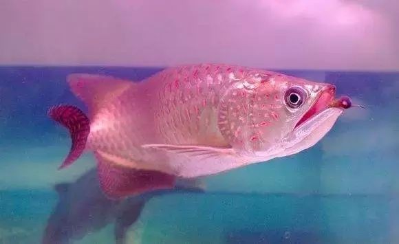 紅龍魚魚缸布置技巧：紅龍魚魚缸布置需考慮生態平衡、美觀和實用性等因素