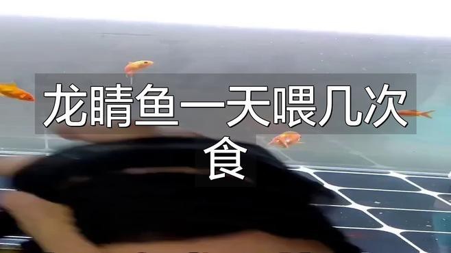龍晴魚多久喂一次 龍晴魚多久喂一次 龍魚論壇 第2張