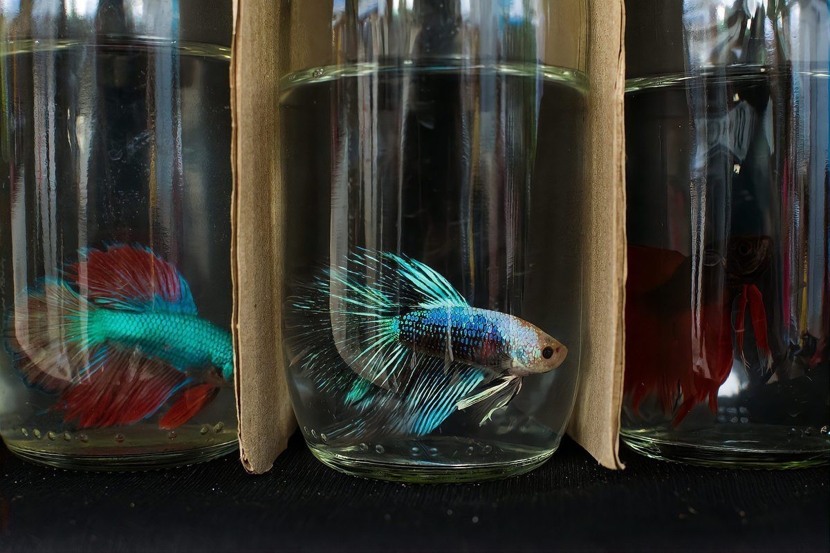 龍晴魚多久喂一次 龍晴魚多久喂一次 龍魚論壇 第4張