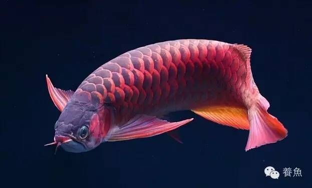 龍魚的疾病預防與治療方法視頻教程全集：龍魚疾病的預防和治療方法