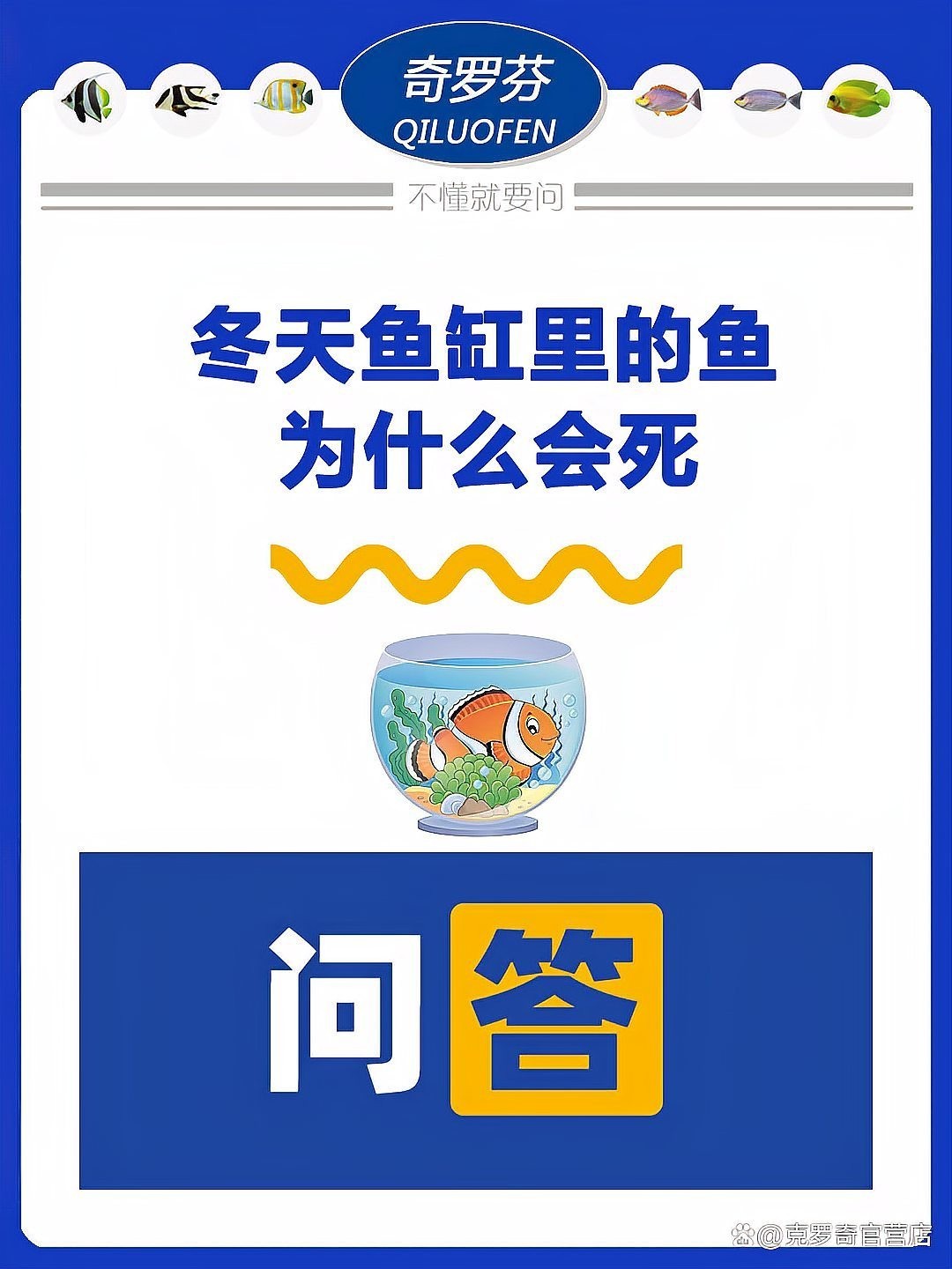 B過金龍魚需要黑缸飼養嗎？