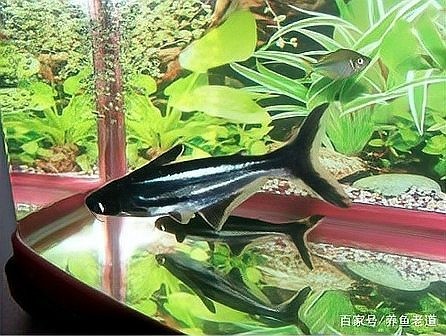 B過金龍魚需要黑缸飼養嗎？