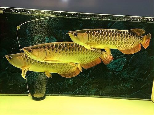 龍魚不能養(yǎng)三條的原因