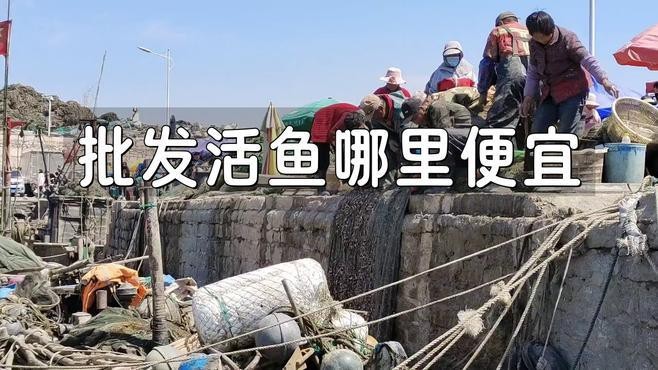 魚批發從哪里進貨最便宜
