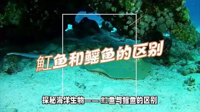 魟和鰩的區(qū)別