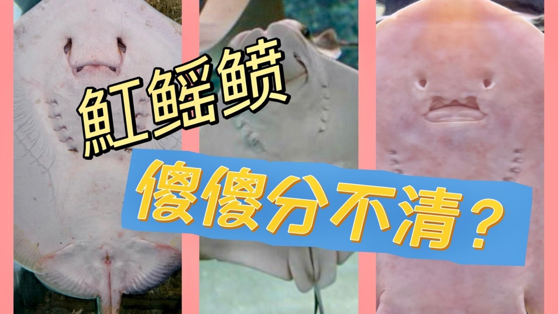 魟和鰩的區(qū)別