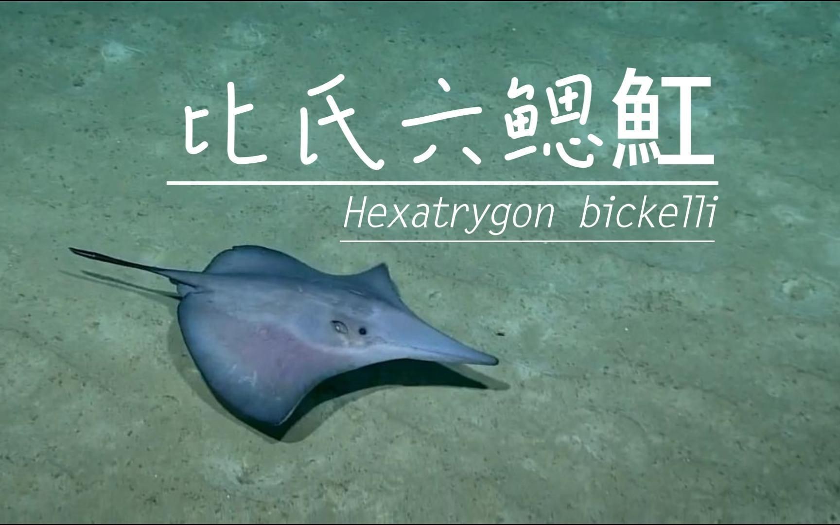 魟和鰩的區(qū)別
