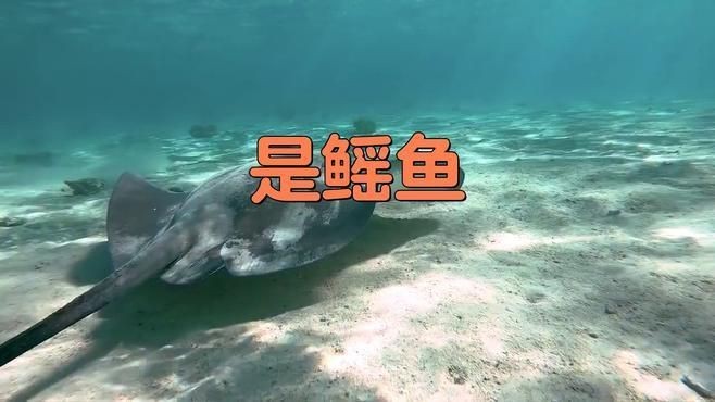 魟和鰩的區(qū)別