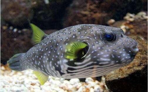 狗頭魚為何要少吃
